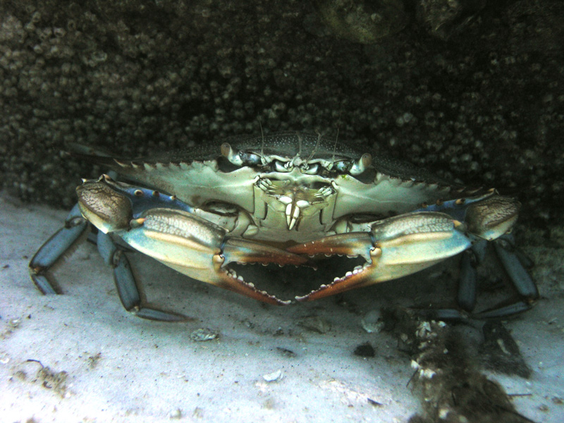 blue crab - destin jetties