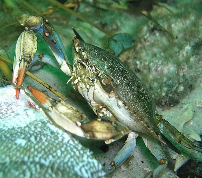 Blue Crab Lunch