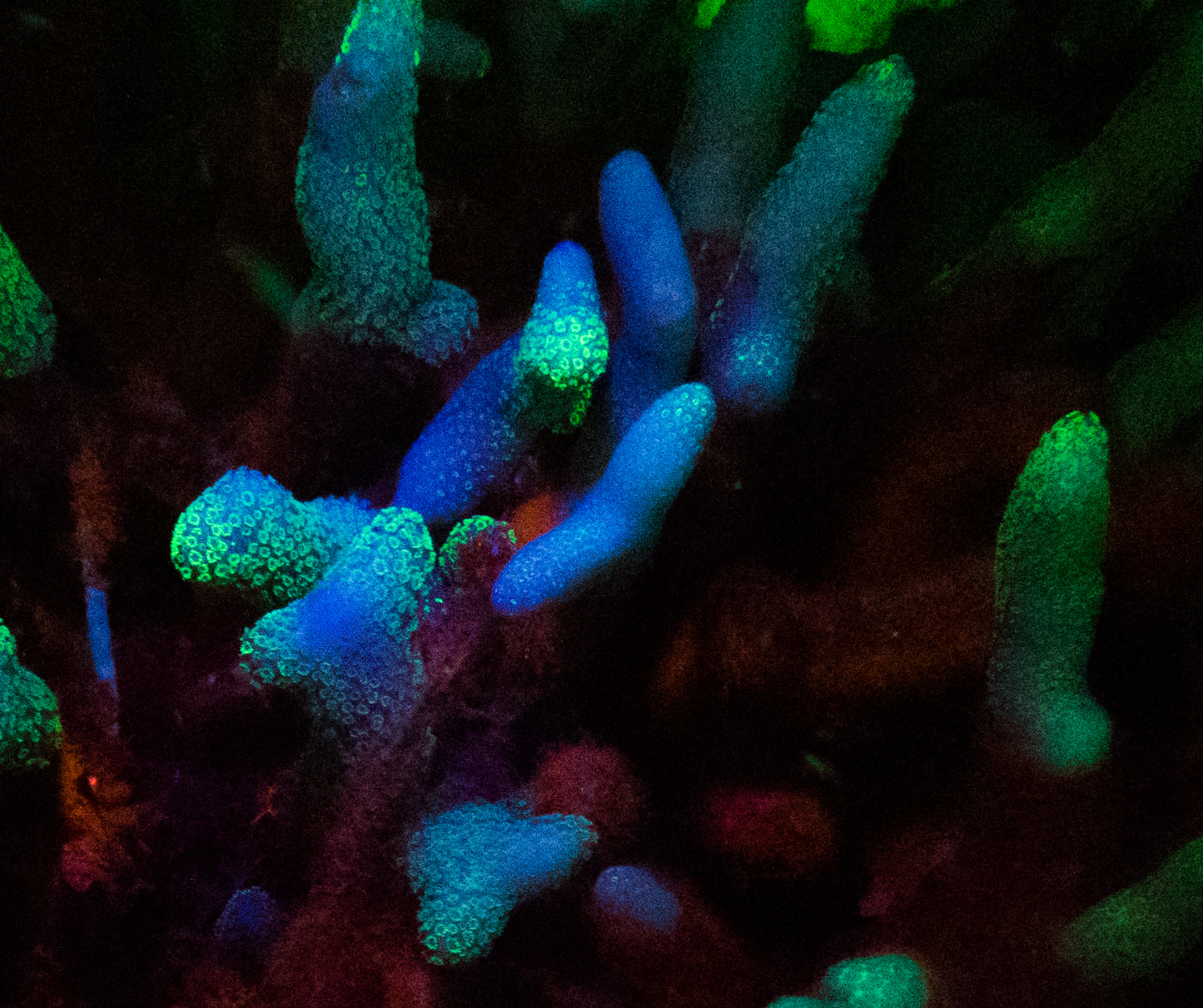 Blue Green  Branch Coral Against Darker Red Coral (1 Of 1)