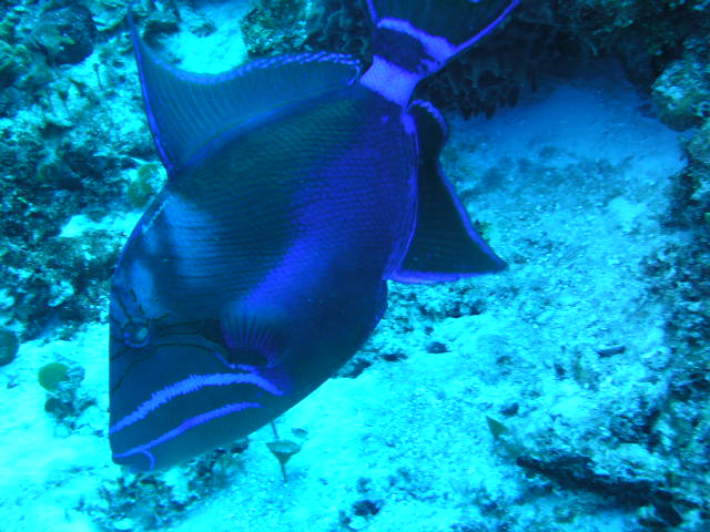 Blue Queen Trigger Fish