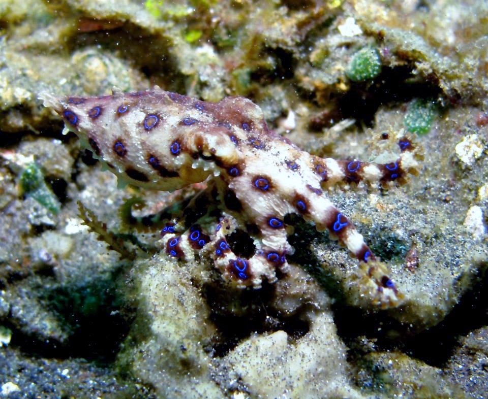 Blue  ringed octopus