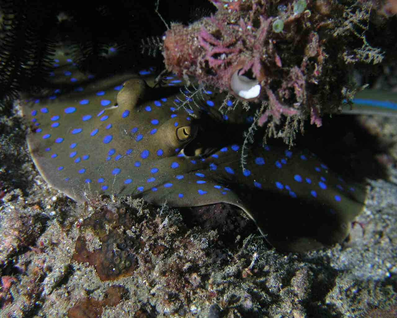 Blue Spotted Ray at Lembeh