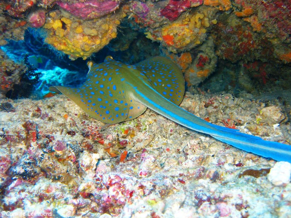 Blue spotted sting ray