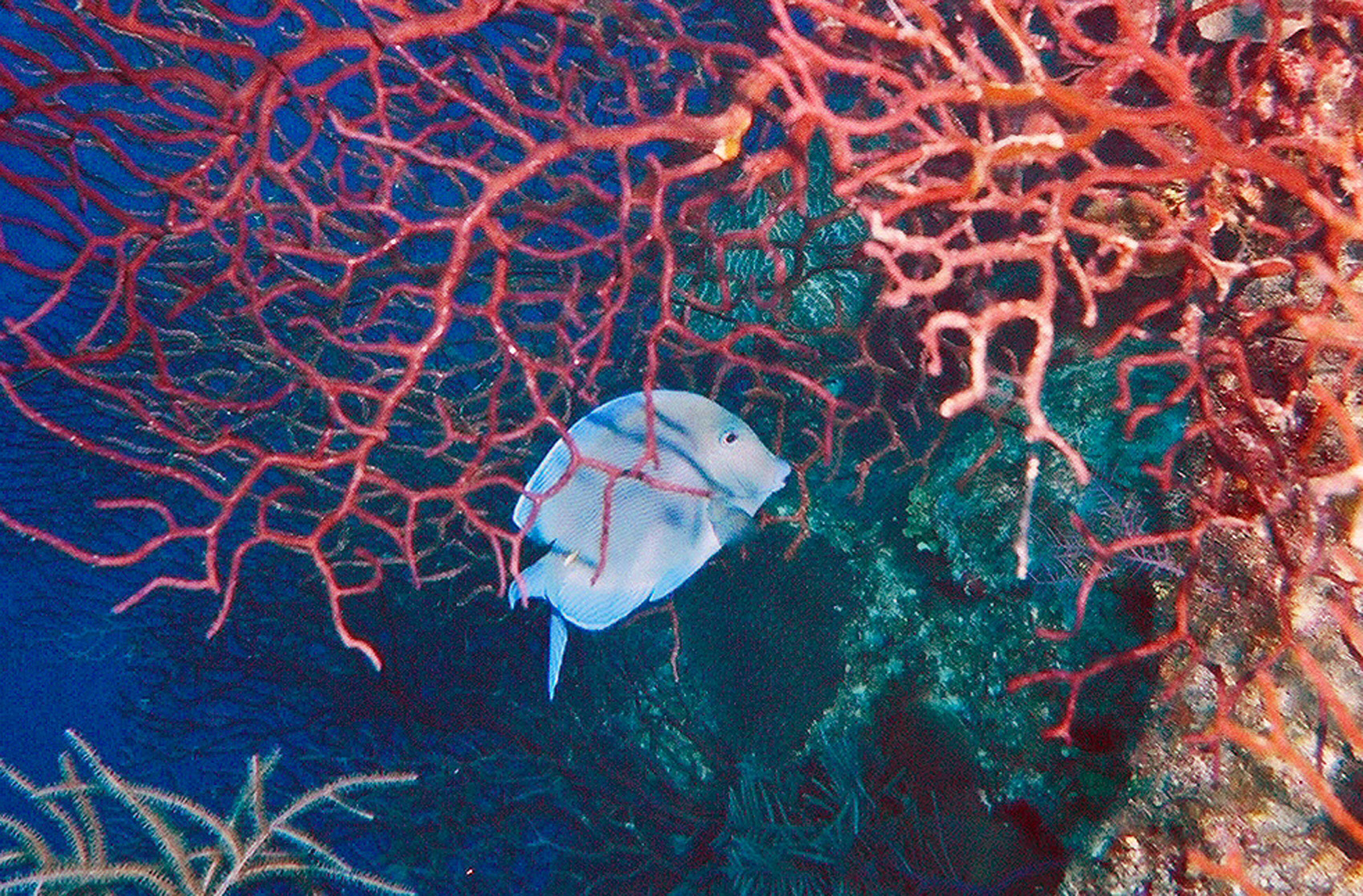 Blue Tang, Red Coral