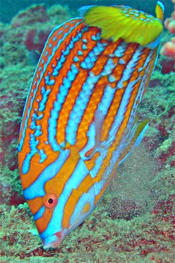 Blue & Yellow wrasse - male