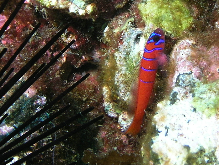 Bluebanded Goby - Close Crop