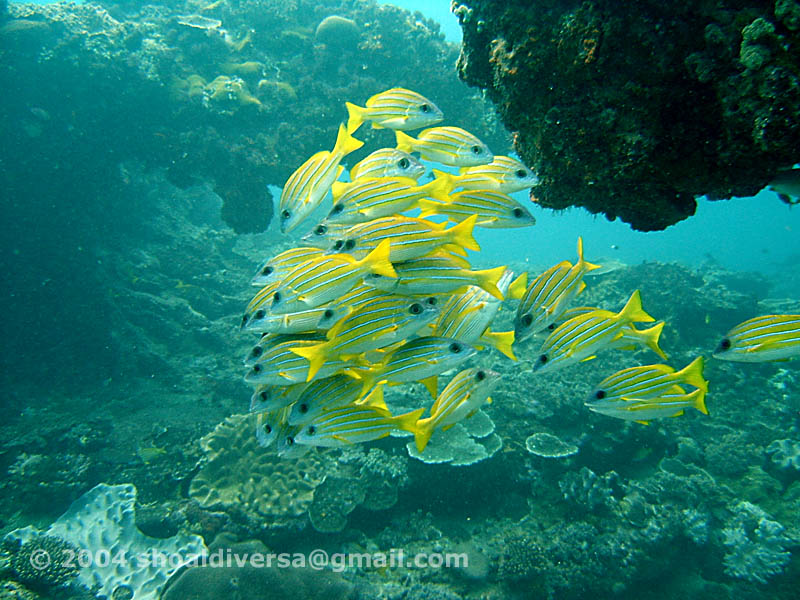 Bluebanded Snappers