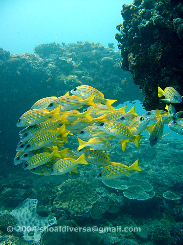 Bluebanded Snappers
