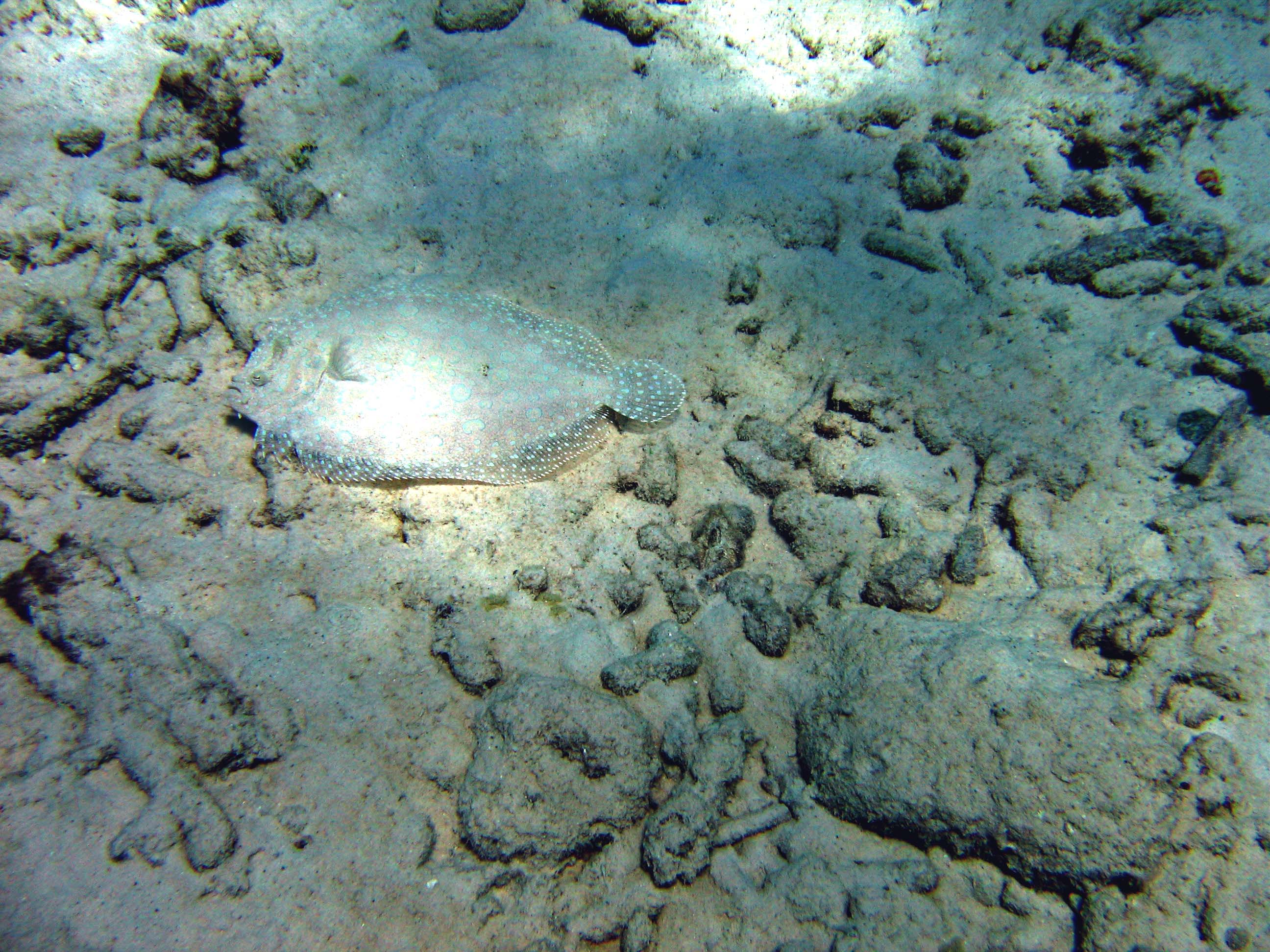 Bonaire 07 peacock flounder