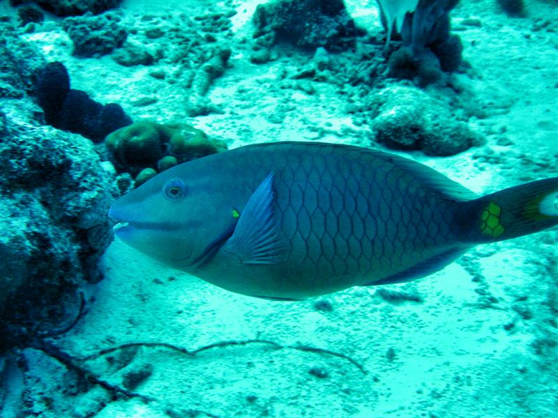 Bonaire 2006