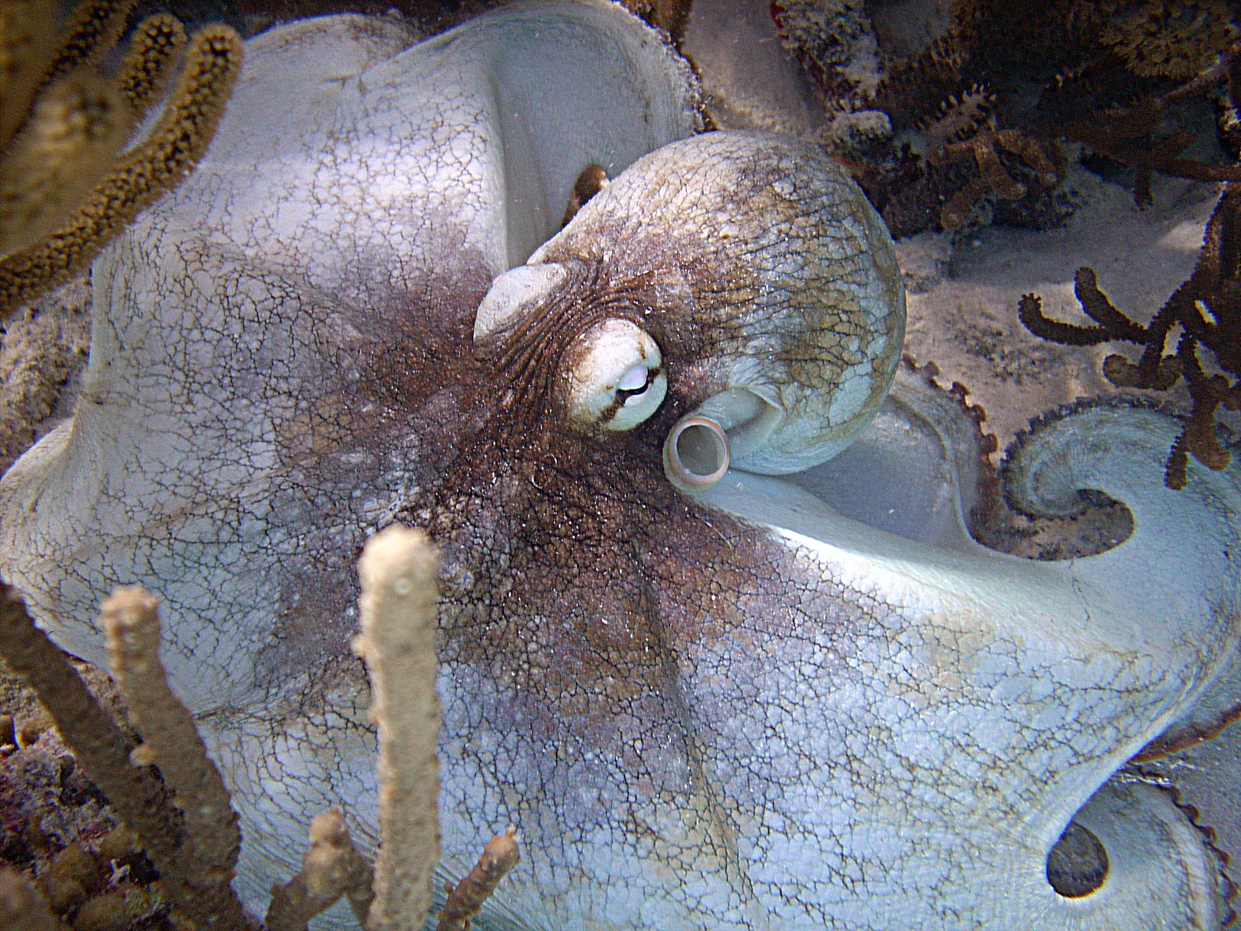 Bonaire Octopus