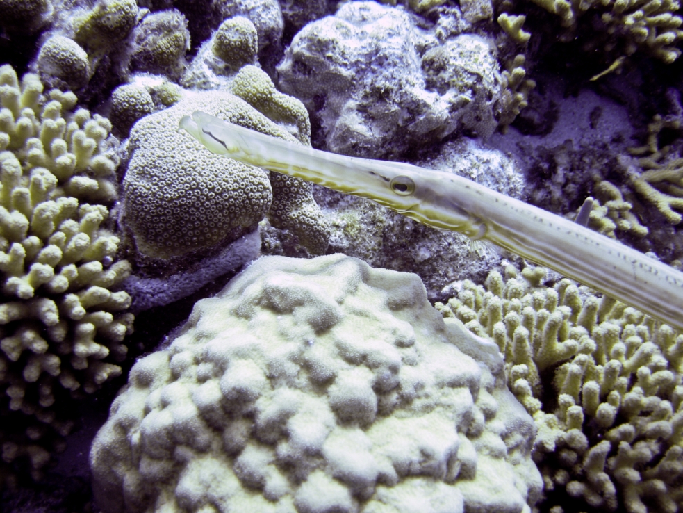 Bonaire Trumpetfish