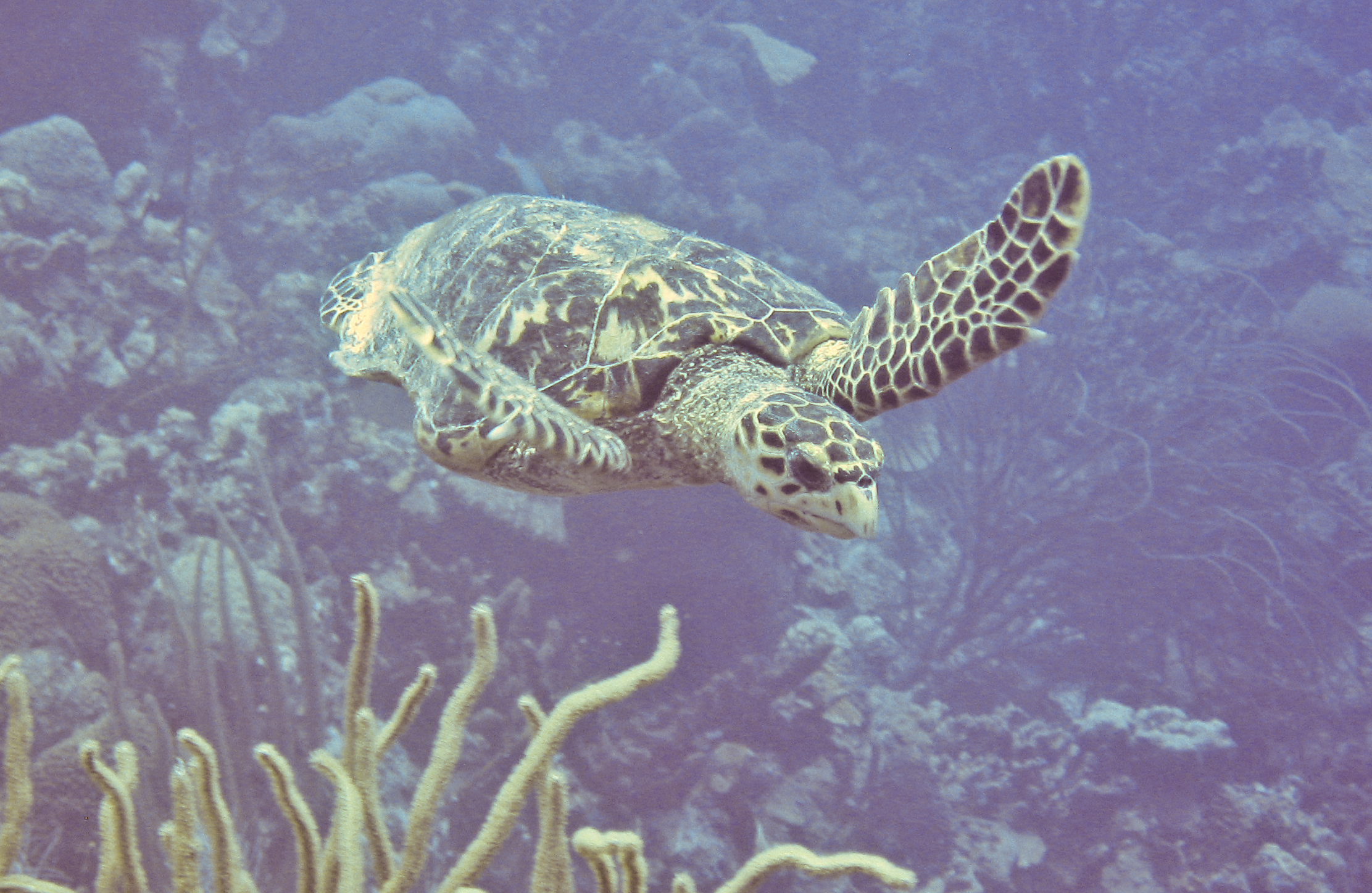 Bonaire Turtles