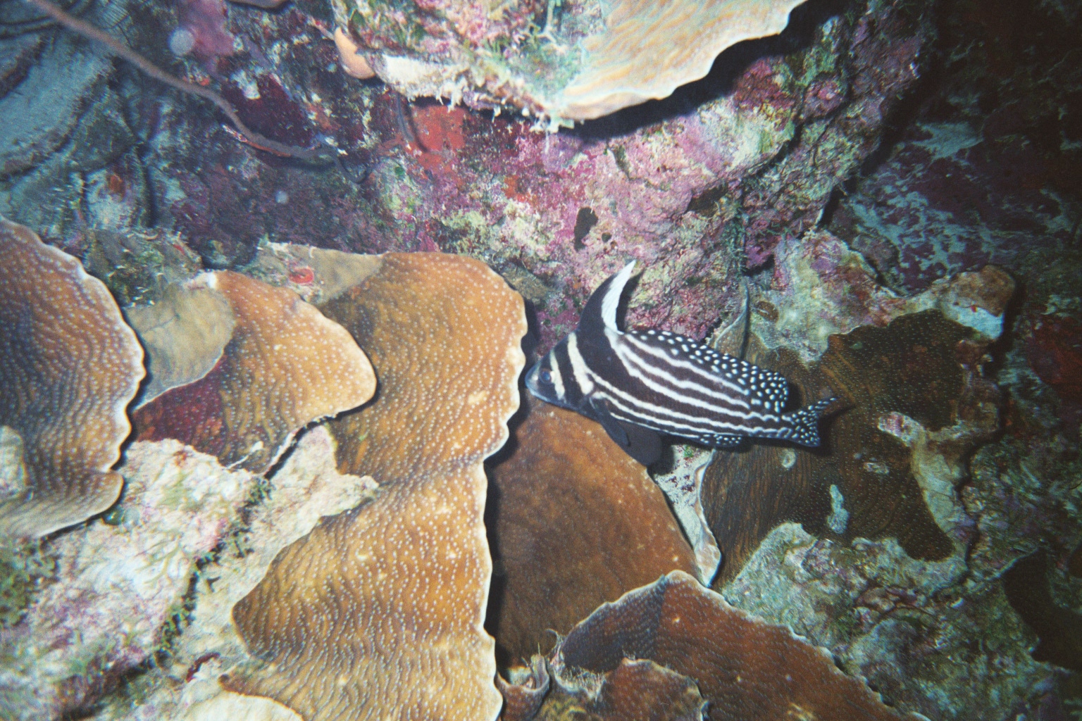 Bonaire Underwater 2002
