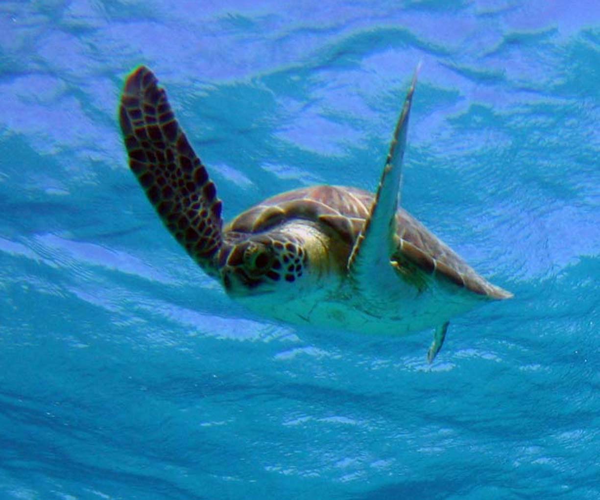 Bonaire07 hawksbill turtle