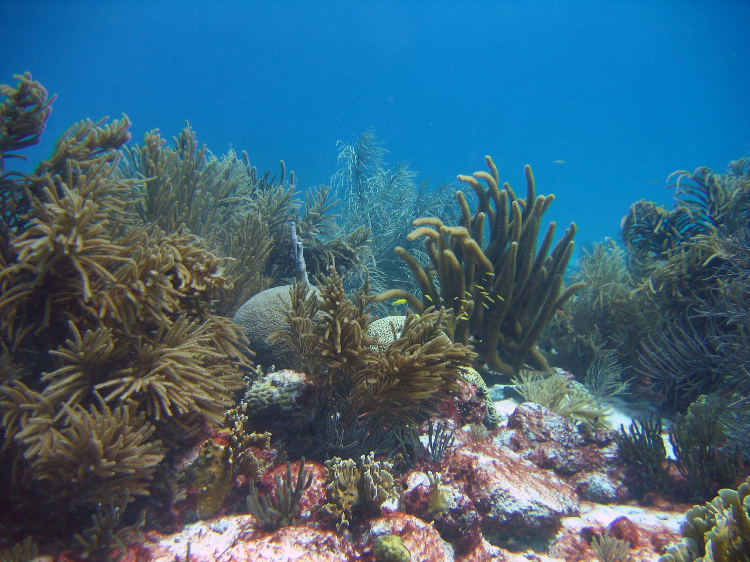 Bonaire07 underwater general