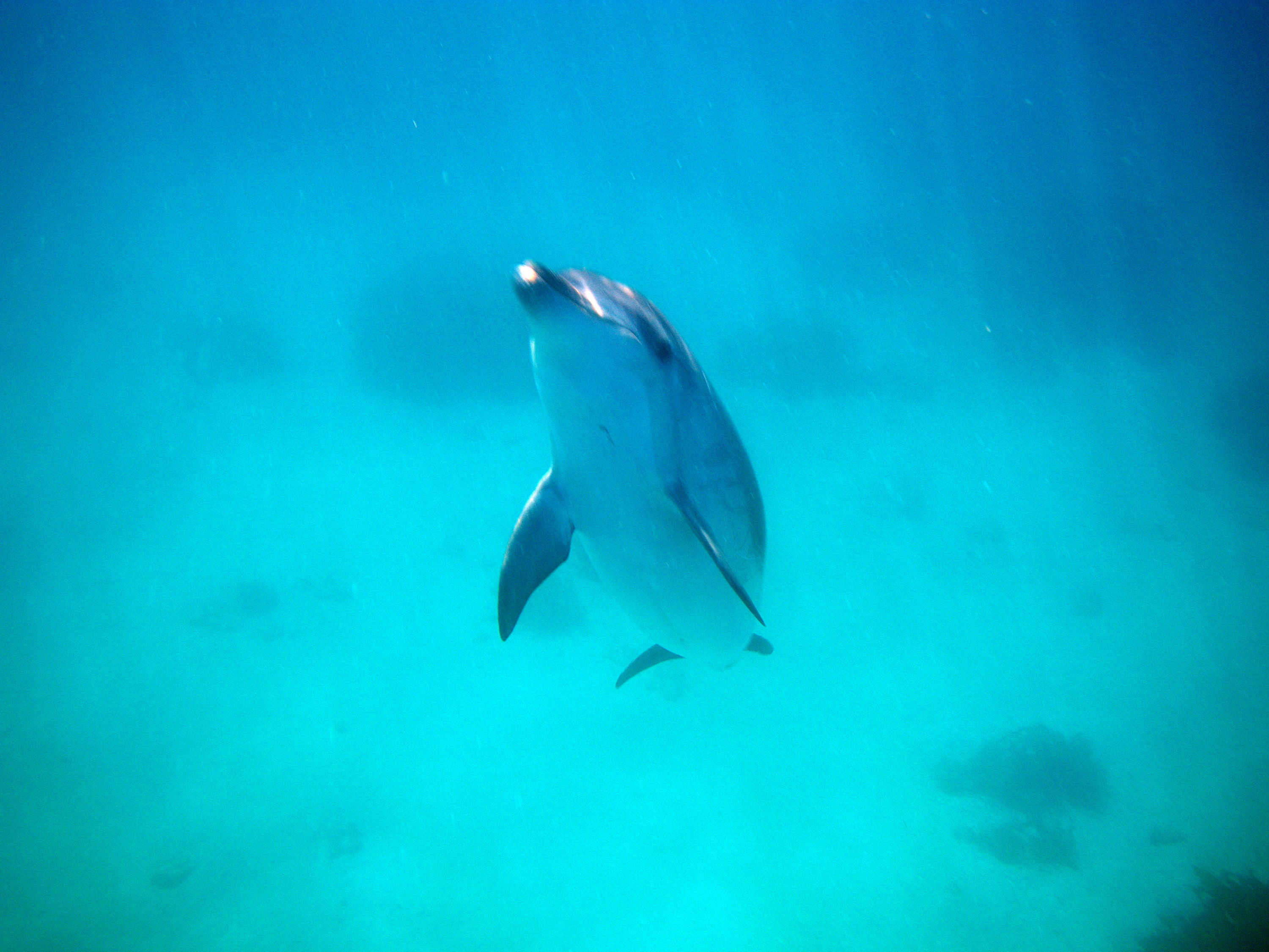 Bottlenose dolphins in the Cavelli Islands