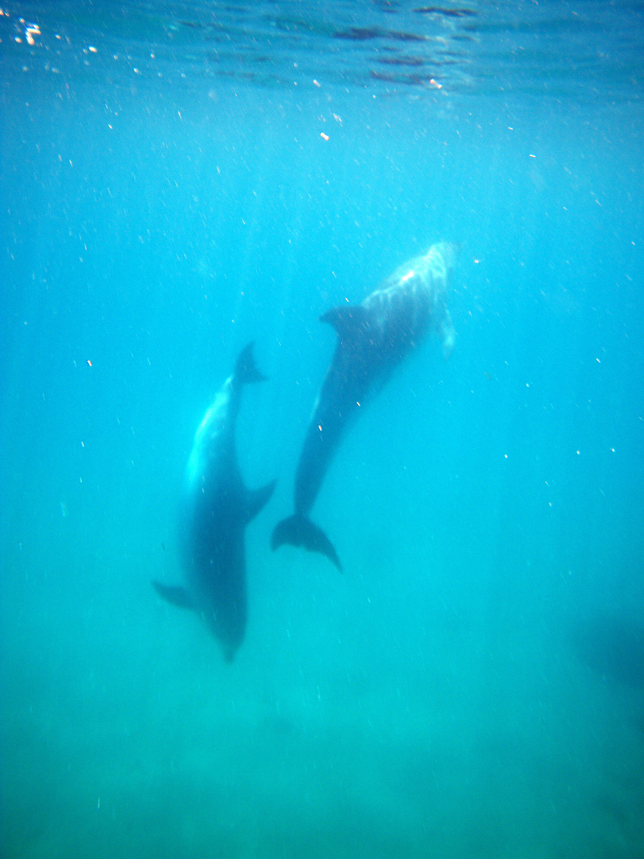 Bottlenose dolphins in the Cavelli Islands