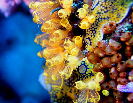 Bouquet of Tiny Sea Squirts