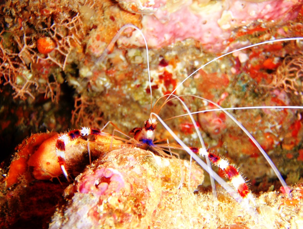 Boxershrimp