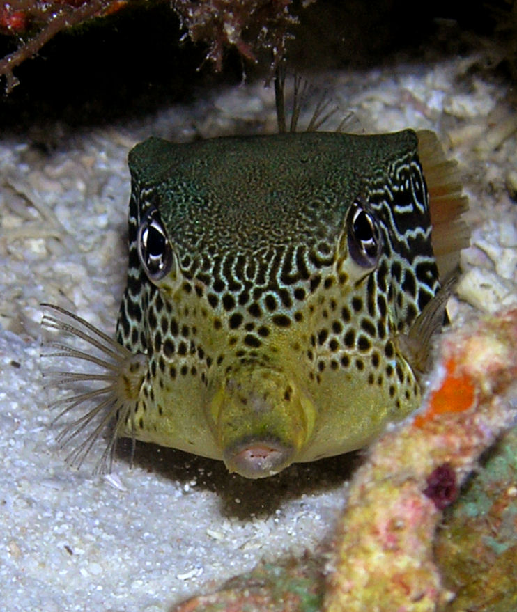 Boxfish puckers up