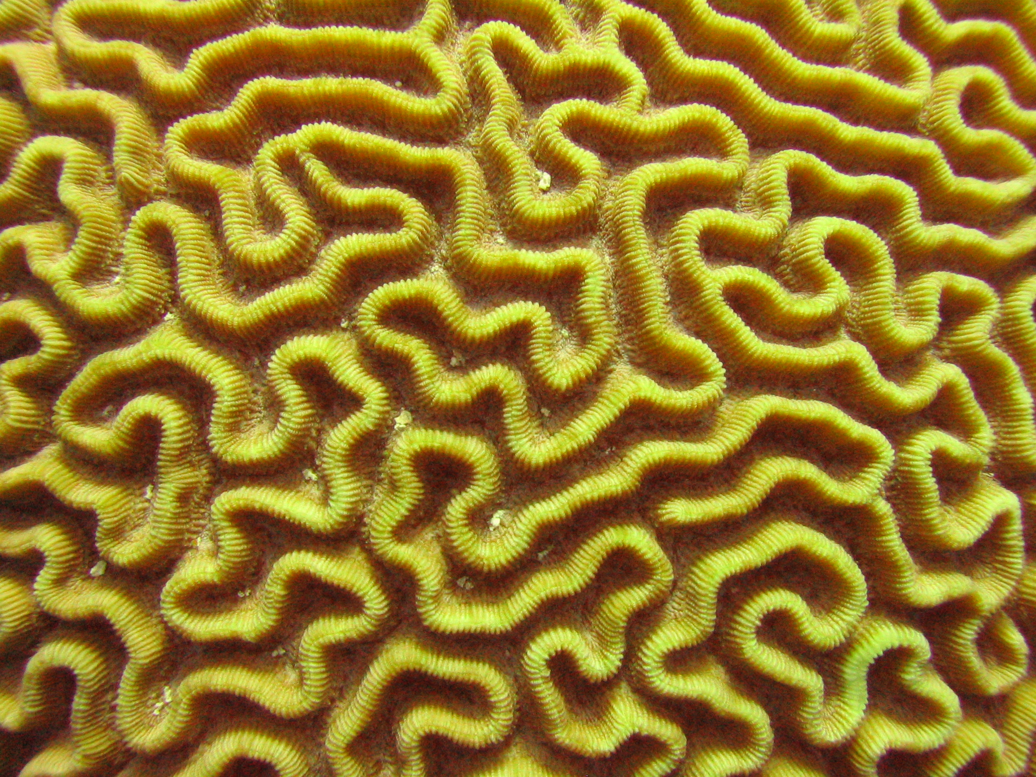 Brain Coral 1b