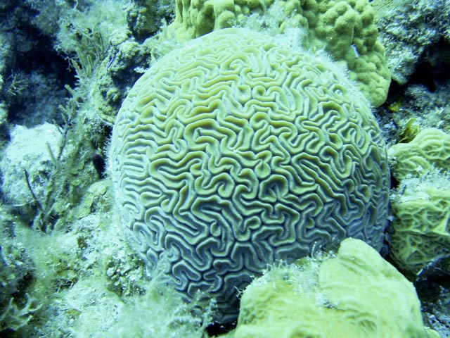 Brain Coral - Belize