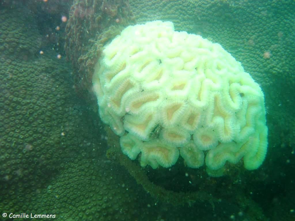 Brain Coral, Bleached
