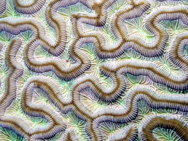 Brain Coral detail
