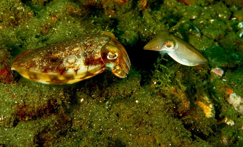 breeding cuttlefish
