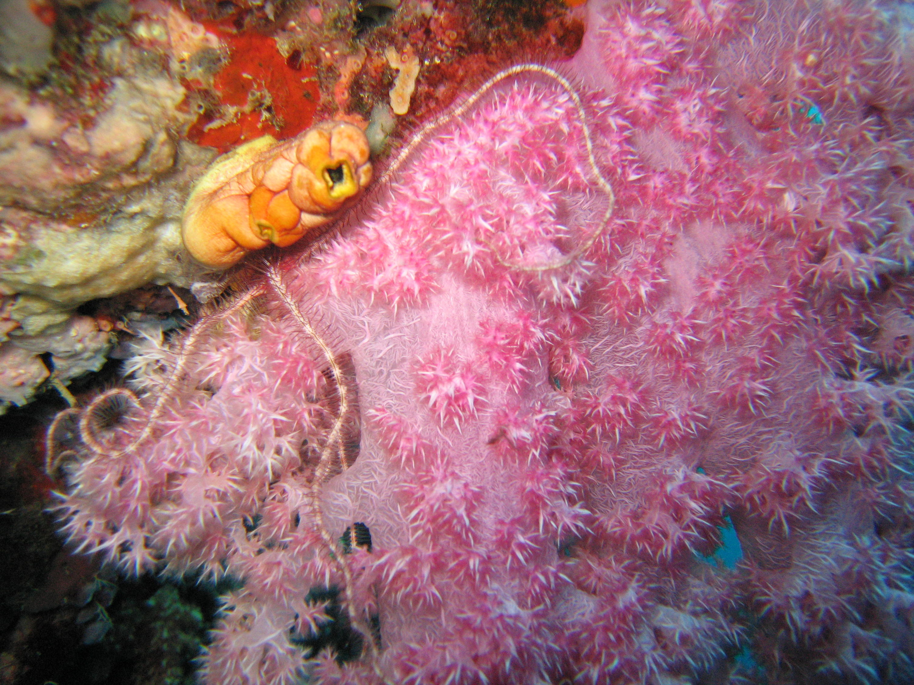 Bright Pink Corals