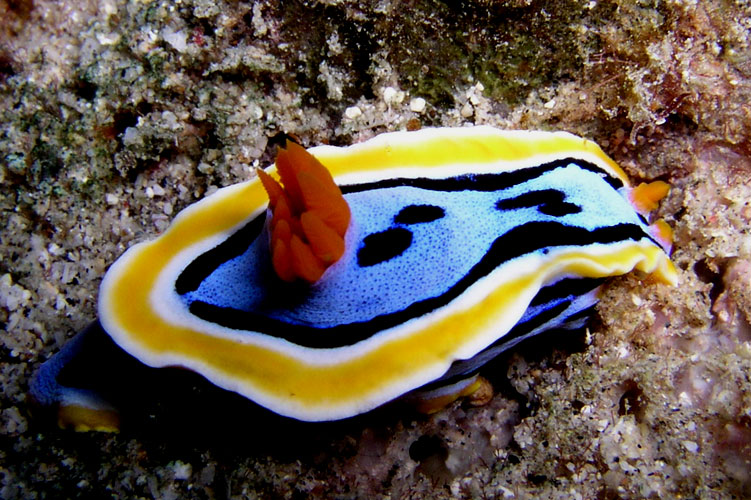Brilliant Sea Slug