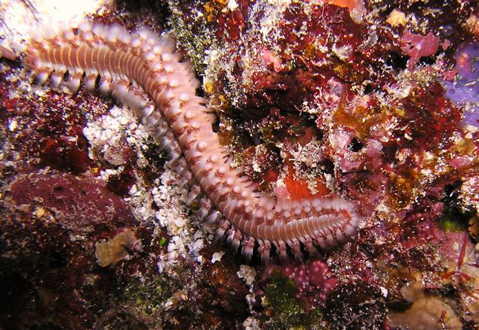 bristle worm on shoredive