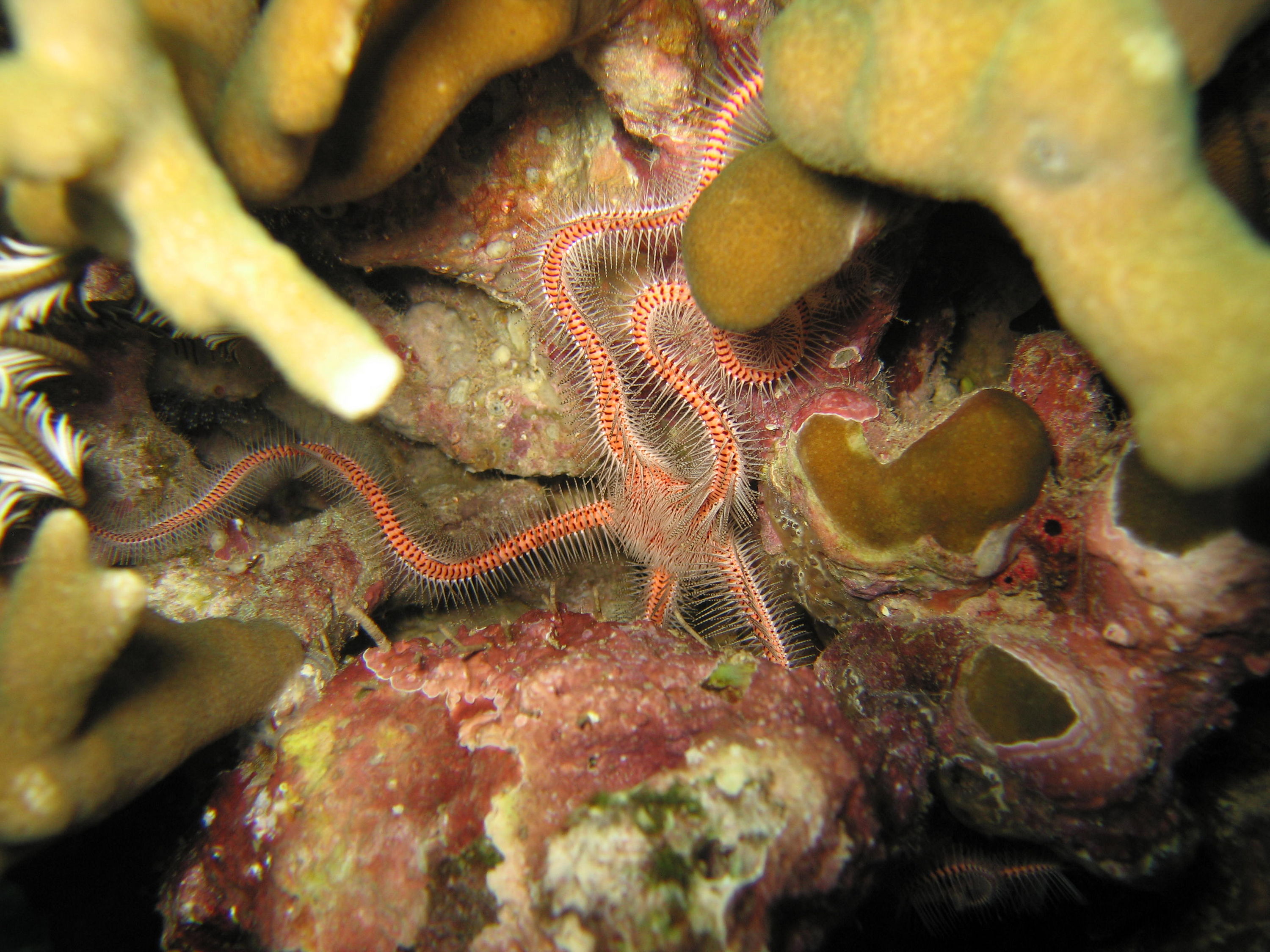 Brittle Star on Coral