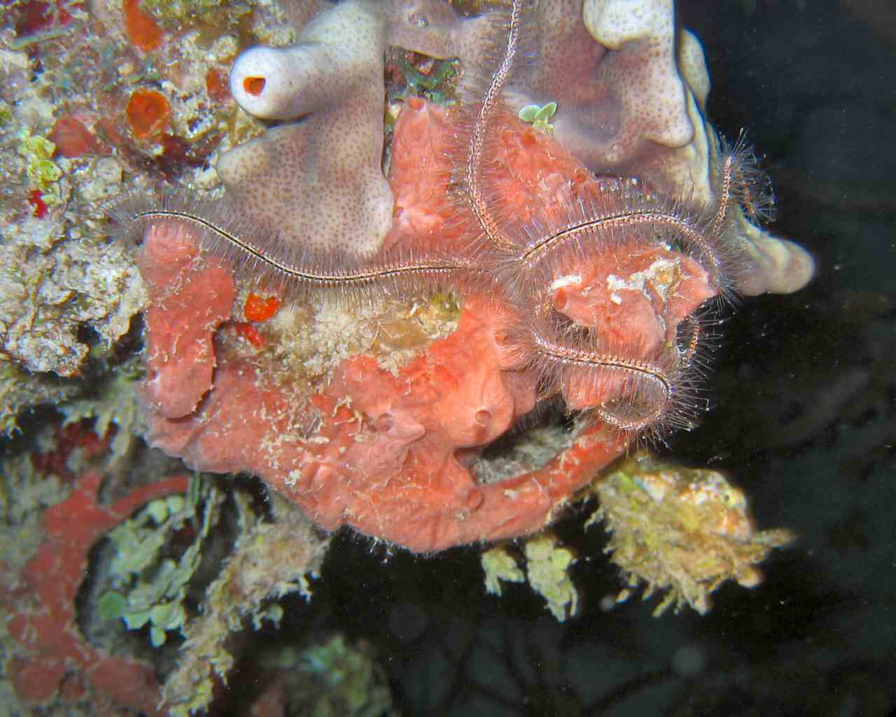 Brittle Star on the Prince Albert