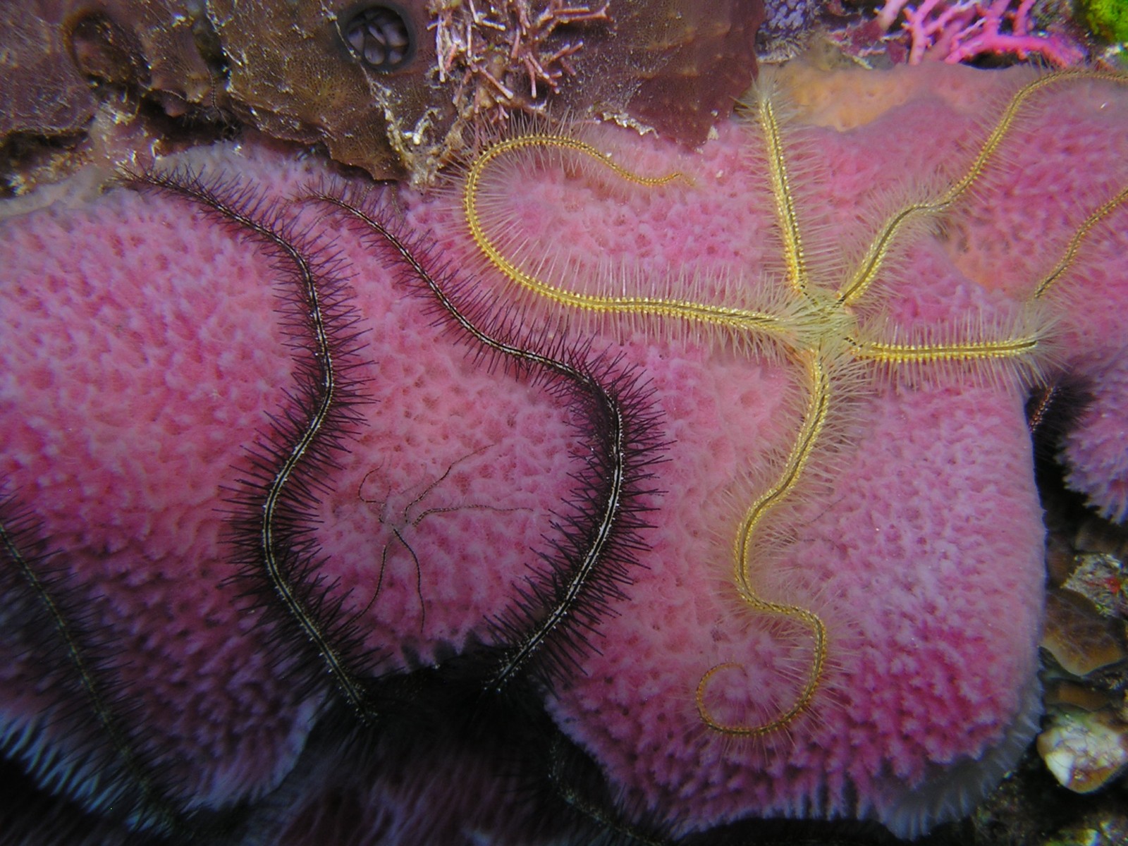 brittle starfish on a vase sponge