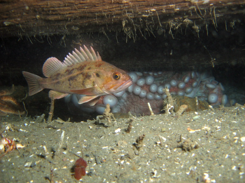 Brown Rockfish behind Giant Pacific Octopus