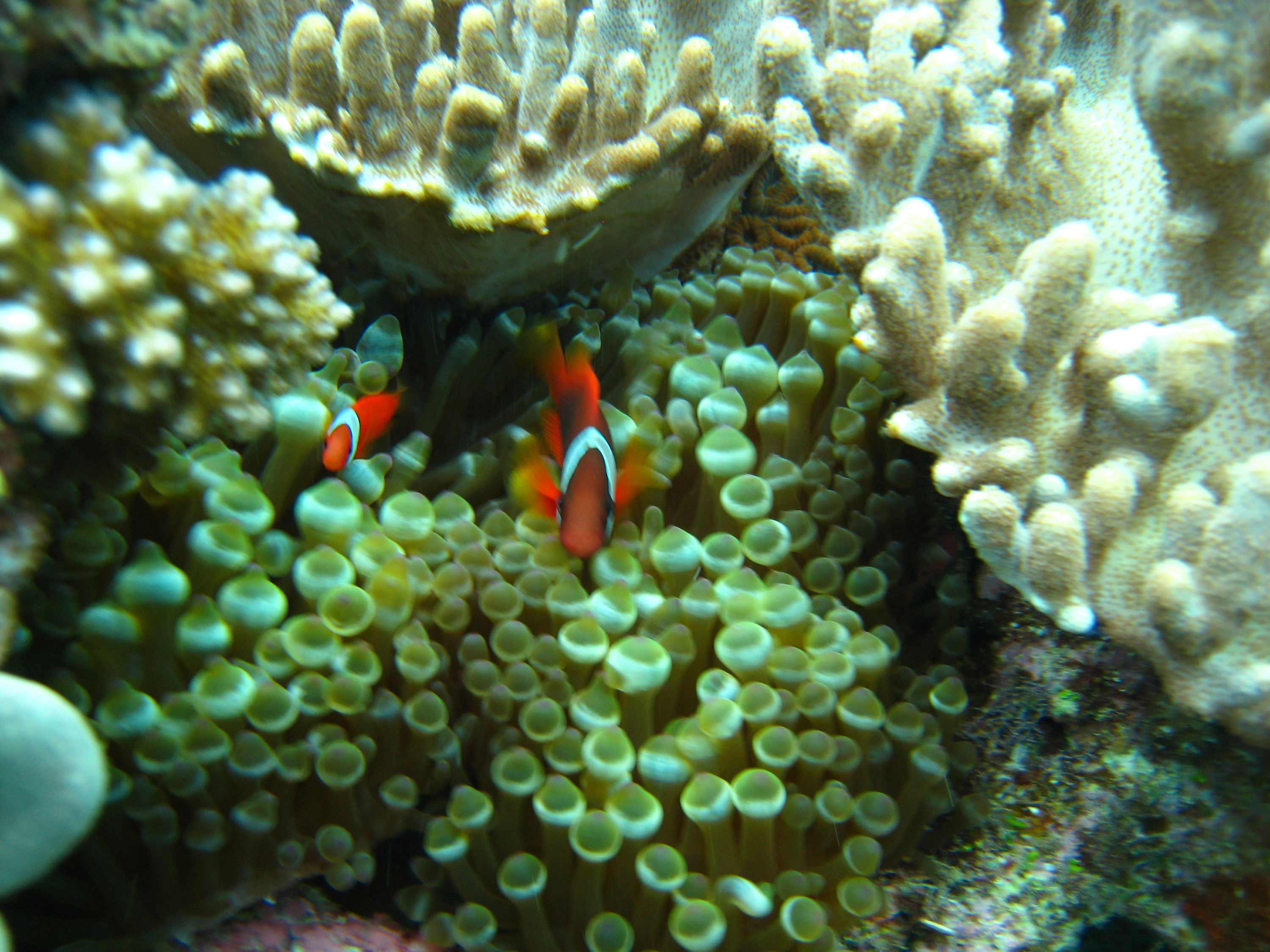 Bubble Anemone, Coral and Clowns