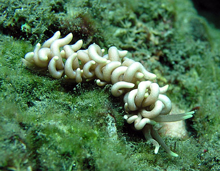 Bubble Beach Nudibranch