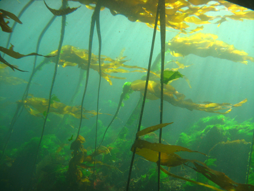 Bull Kelp  and Sea Lettuce