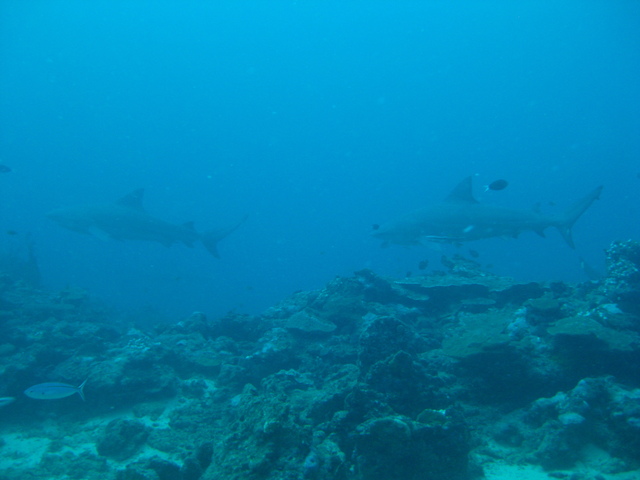 Bull sharks in the Fiji Islands