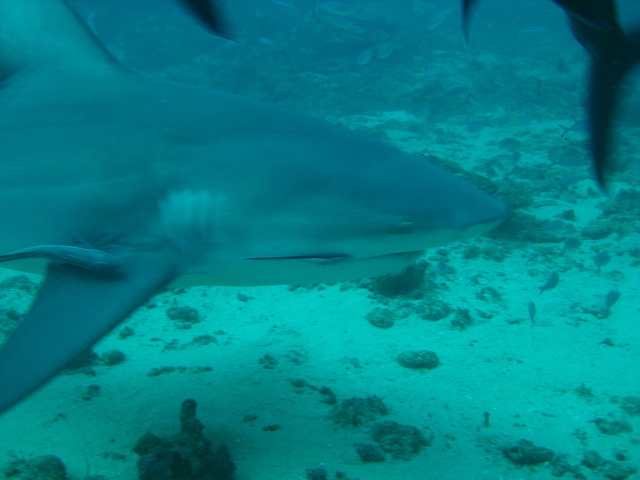 Bull sharks in the Fiji Islands