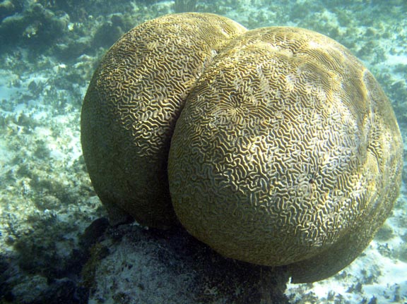 butt......um brain coral