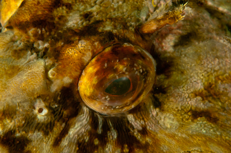 Cabezon with parasites in eye