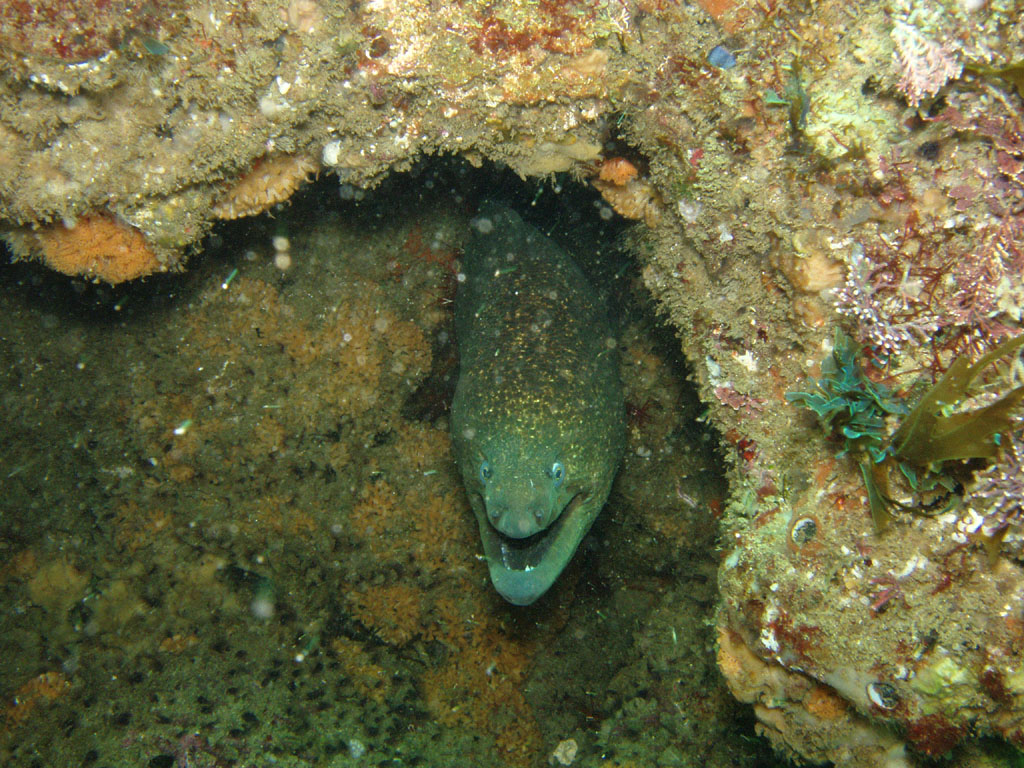 California Green Moray Eel