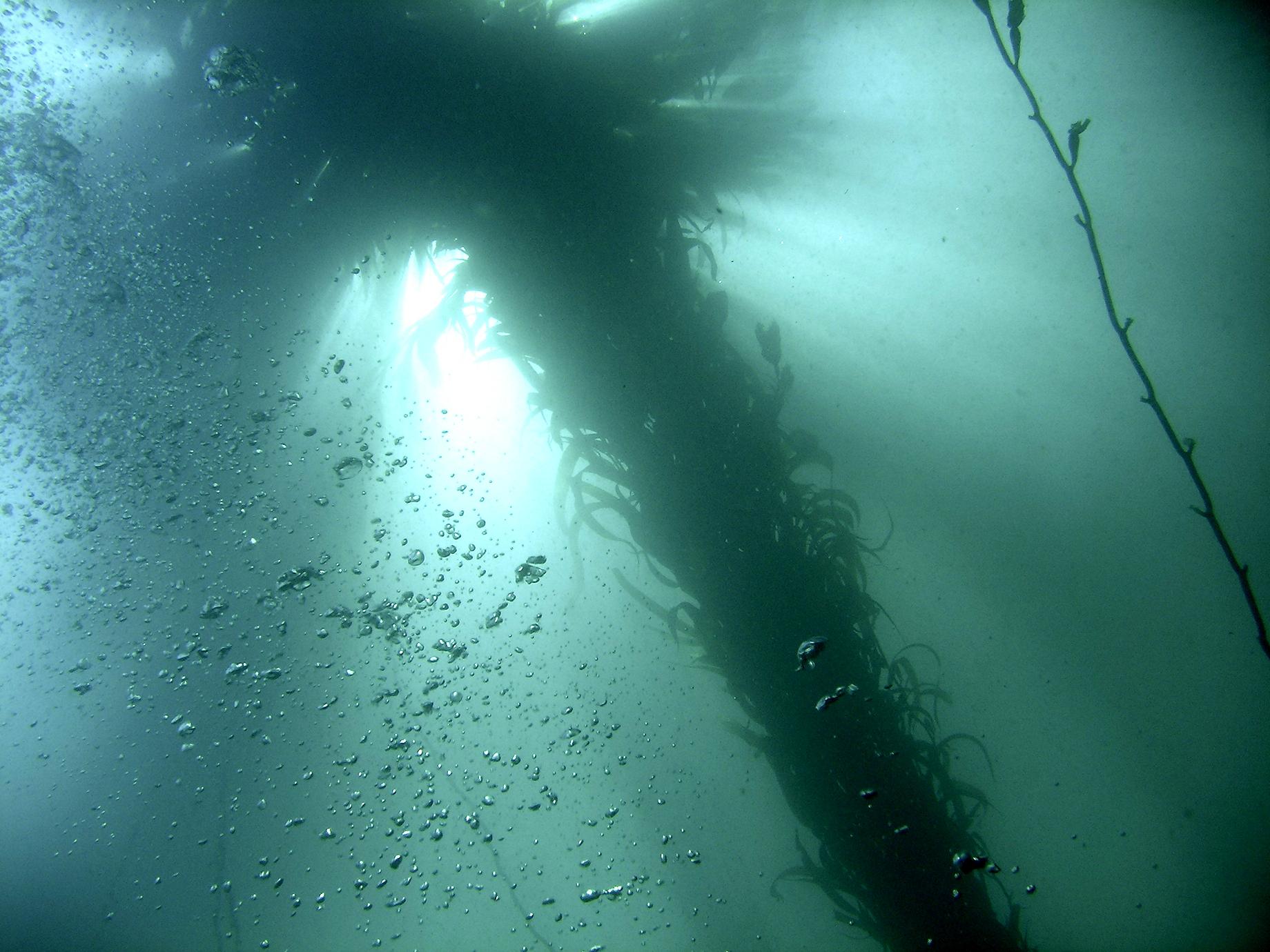 California Kelp