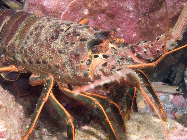 California Spiney lobster