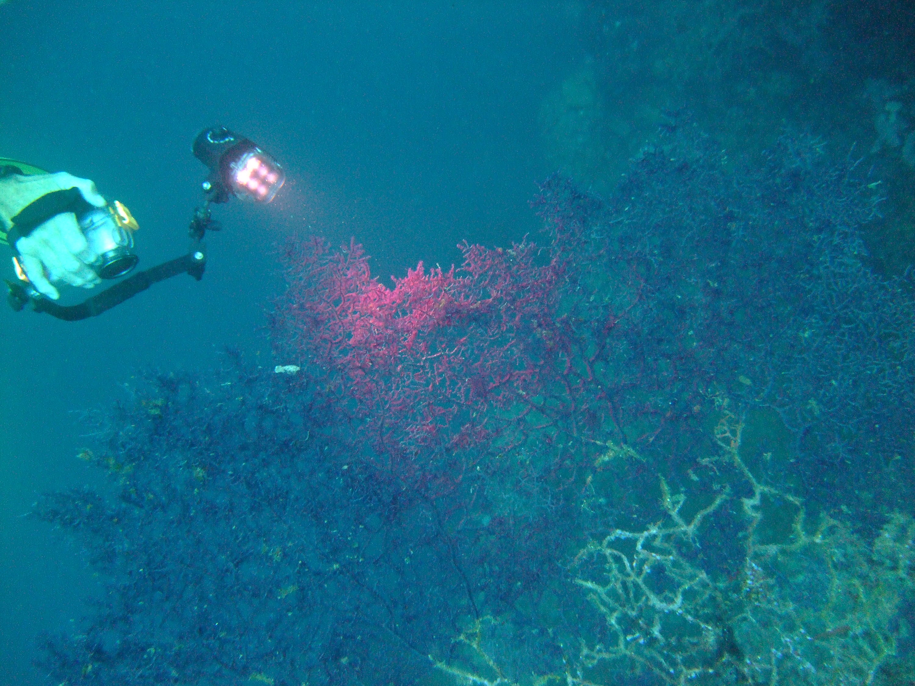 Camera with Underwater Video Light