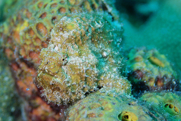 Can you see the Frogfish?