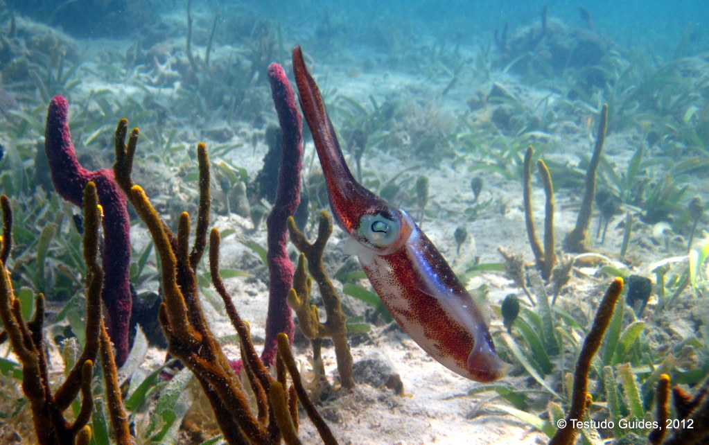 Caribbean Reef Squid -  Roatan